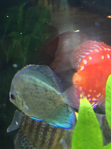 Blue Green Snakeskin Discus photo review