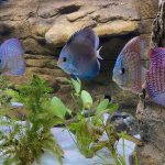 Neon Sapphire Discus photo review