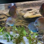 Neon Sapphire Discus photo review