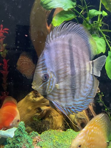 Wild Blue-Moon Heckel Discus photo review