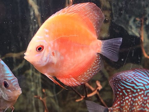 Mandarin Passion Discus, Striated photo review