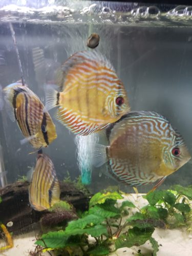 Wild Tefe Red-Spotted Green Discus, Black Halo photo review