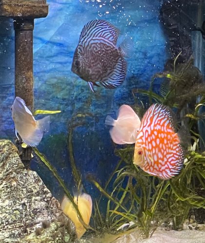 Red Eagle Discus, Honeycomb Pattern, Orange Base photo review