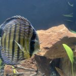 Wild-Caught Royal Blue Discus photo review