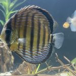 Wild-Caught Royal Blue Discus photo review