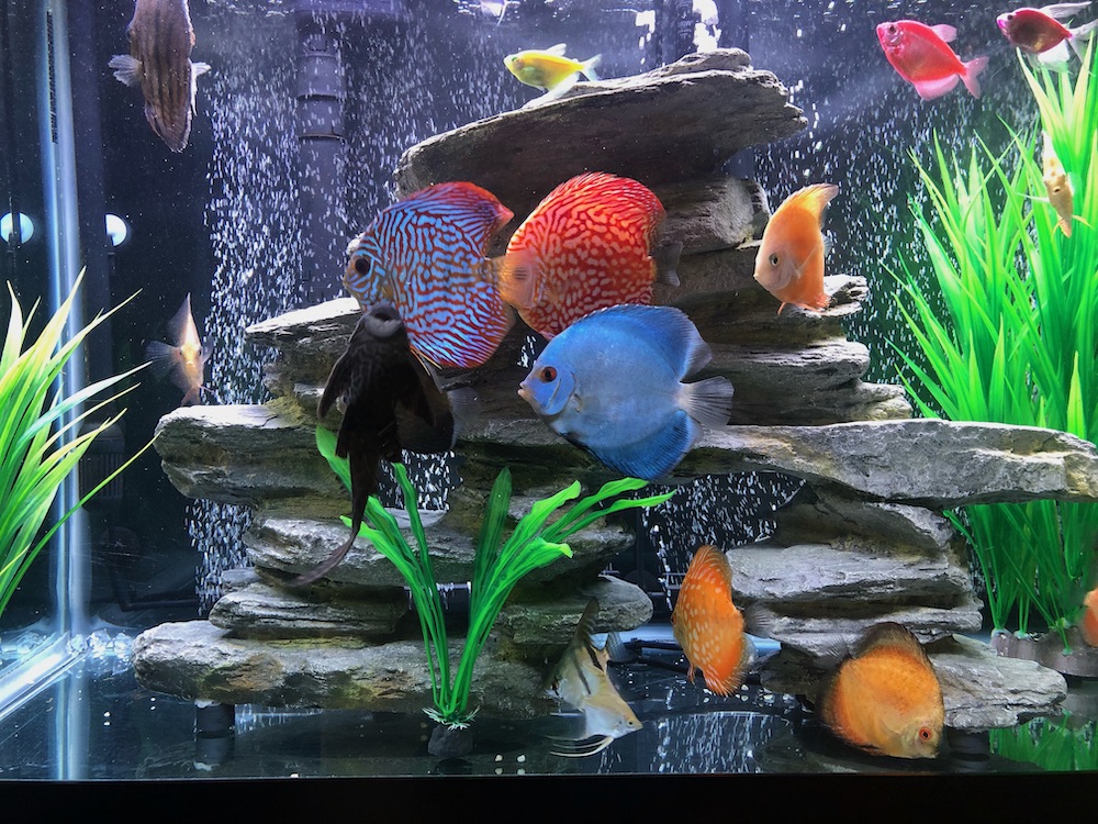 Red Eagle Discus, Clustered Pattern – Discus.com