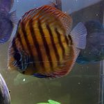 Green Alenquer Heckel Cross Discus photo review