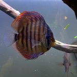 Green Alenquer Heckel Cross Discus photo review