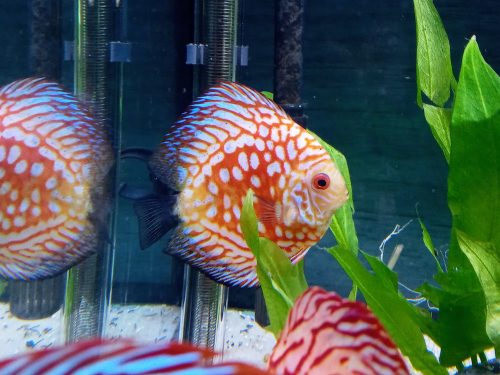 Red Panda Discus, Clustered Pattern photo review