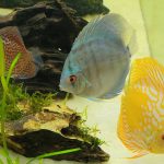 Golden Melon Throwback Discus photo review
