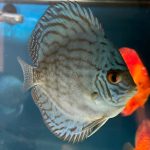 Giant Flora Cross Discus, Turquoise Base photo review