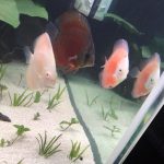 Virgin Red Discus, Dark Base photo review