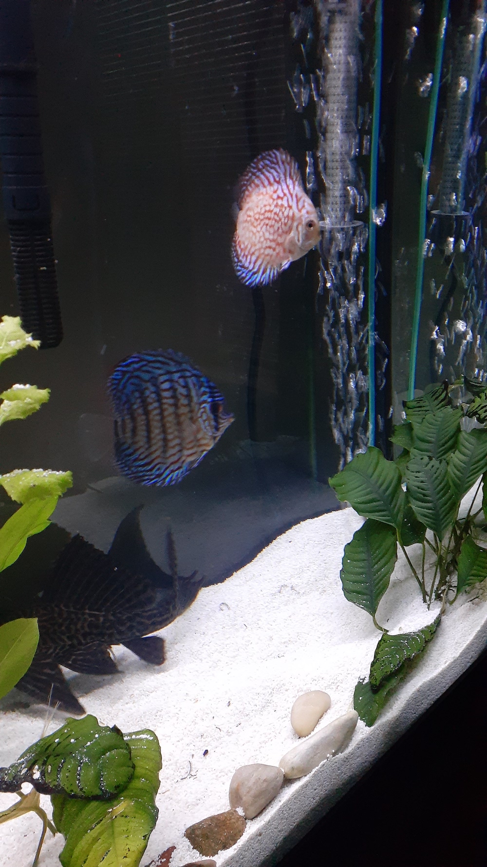 Galaxy Turquoise Discus – Discus.com