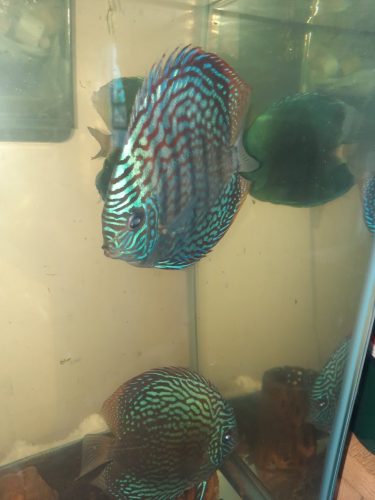 Brilliant Blue Straight-Line Turquoise Discus, Proven Breeding Pair photo review