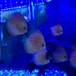 Classic Red Eagle Discus photo review
