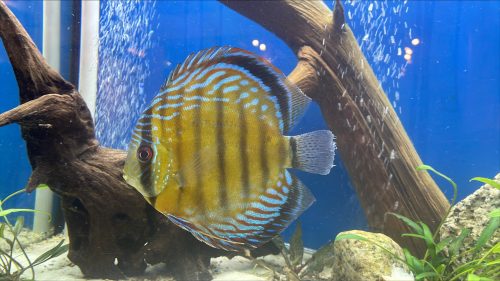 Wild Mangal Discus photo review