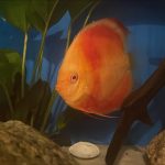 Albino Red Golden Melon Discus photo review