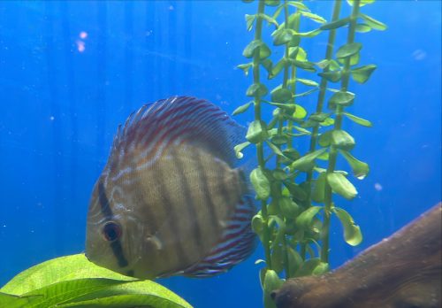 Slate Alenquer Cross Discus photo review