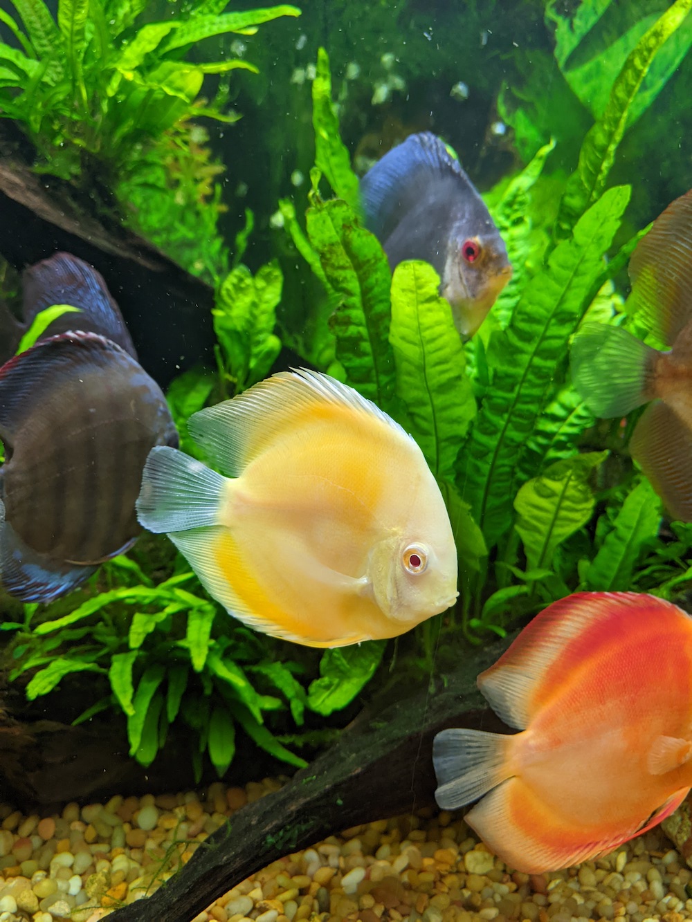 Albino Red Golden Melon Discus | Discus.com