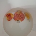 Carnation Pigeon Discus photo review