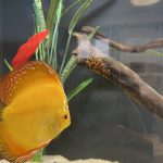 Yellow Rafflesia Discus photo review