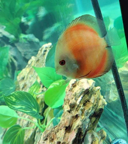 Classic Red Diamond Discus photo review