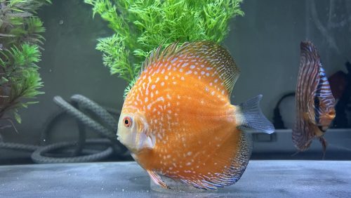Golden Leopard Snakeskin Discus photo review