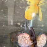 Silver Pigeon Leopard Discus photo review