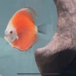 Classic Red Diamond Discus photo review