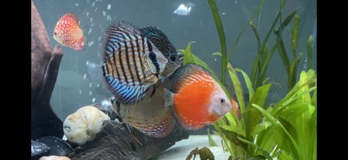 Turquoise Heckel Cross Discus photo review
