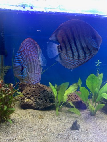 German Red Turquoise Discus, Proven Breeding Pair photo review