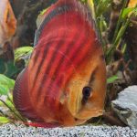 Red F1 Heckel x Alenquer Discus photo review
