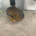 Wild Tefe Red-Spotted Green Discus photo review