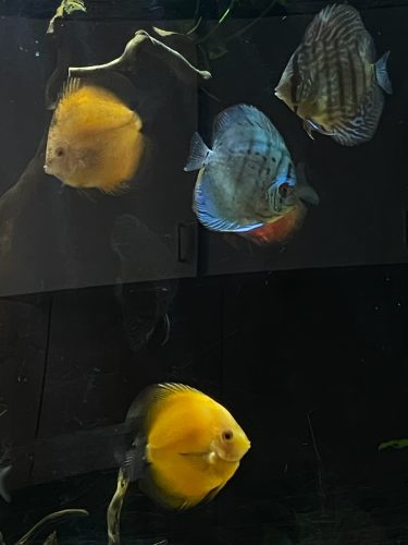 High Bodied Blue Cobalt Discus photo review