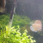 Striated Alenquer Cross Discus, Brown Base photo review