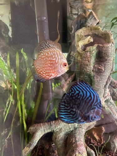Golden Pearl Pigeon Snakeskin Discus photo review