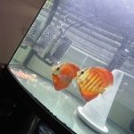 Red Cover Discus, Proven Breeding Pair photo review