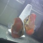 Red Cover Discus, Proven Breeding Pair photo review