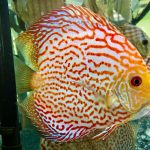 High Bodied Red Pigeon Snakeskin Discus photo review