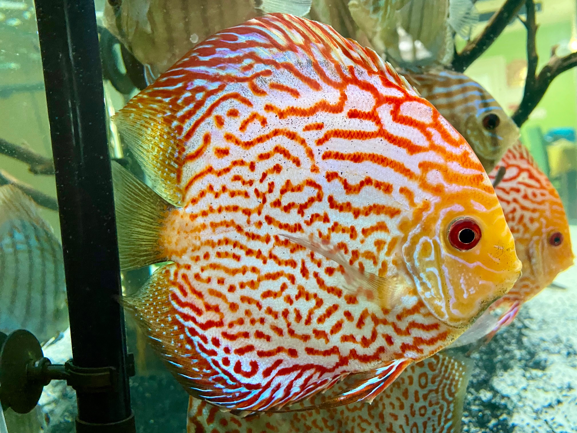 High Bodied Red Pigeon Snakeskin Discus – Discus.com