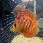 Red Eruption Leopard Discus, Red Base photo review