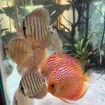 High Bodied Red Pigeon Snakeskin Discus photo review
