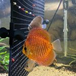 Red Eruption Leopard Discus, Red Base photo review