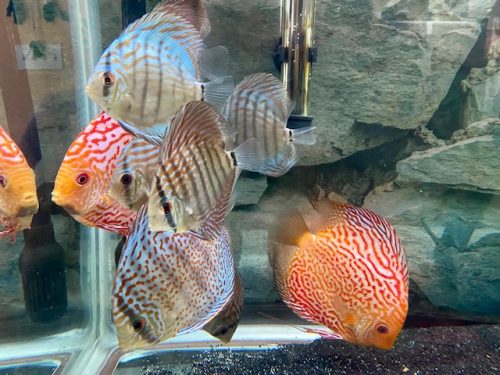 Brilliant Blue Turquoise Discus, Thick-Lined photo review