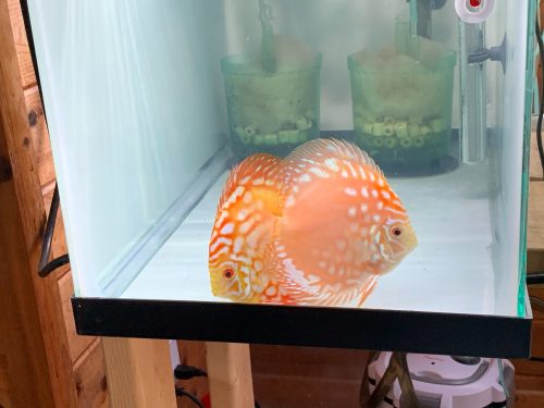 Red Eagle Discus, Wide Pattern, Proven Breeding Pair photo review