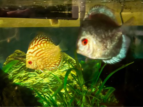 Golden Pigeon Discus photo review