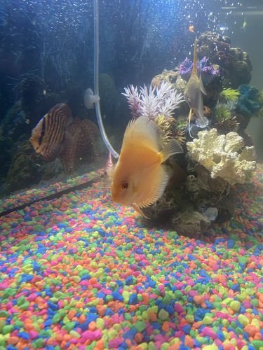 High Bodied White Butterfly Discus, Yellow Base photo review