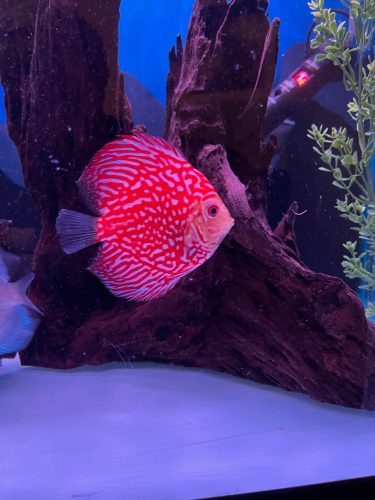 Red Eagle Discus, Honeycomb Pattern photo review