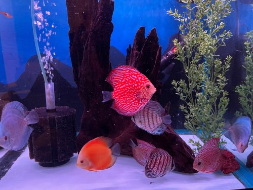 Red Penang Eruption Discus, Yellow Base photo review