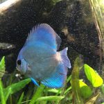 High Bodied Blue Diamond Discus With Deep Blue Gene photo review